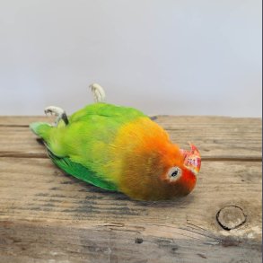 R�dhovedet dv�rgpapeg�je