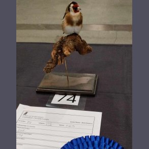 Ordre 23655 Stillits