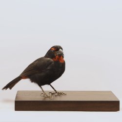 Greater antillean bullfinch