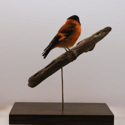 Red siskin