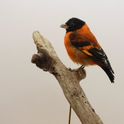 Red siskin