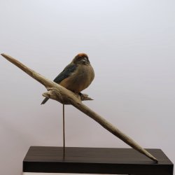 Burnished-buff tanager