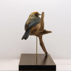 Burnished-buff tanager