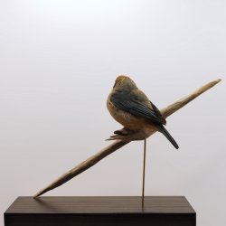 Burnished-buff tanager