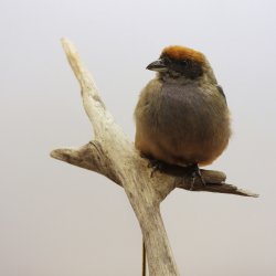 Burnished-buff tanager