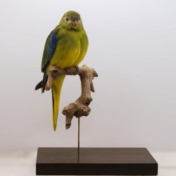 Turquoise parrot