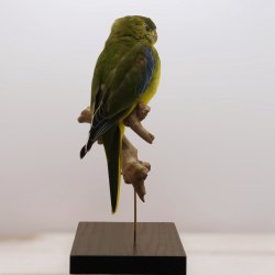 Turquoise parrot