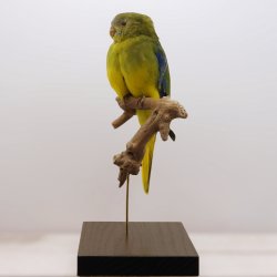 Turquoise parrot