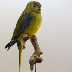 Turquoise parrot