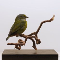 Chestnut-bellied euphonia