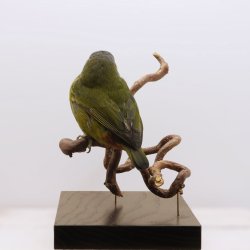 Chestnut-bellied euphonia