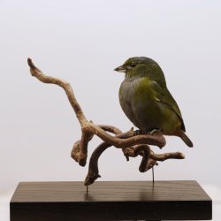 Chestnut-bellied euphonia