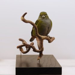 Chestnut-bellied euphonia