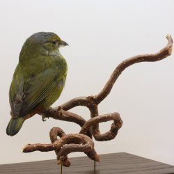Chestnut-bellied euphonia