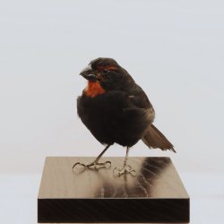 Greater antillean bullfinch