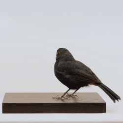 Greater antillean bullfinch