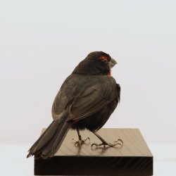 Greater antillean bullfinch