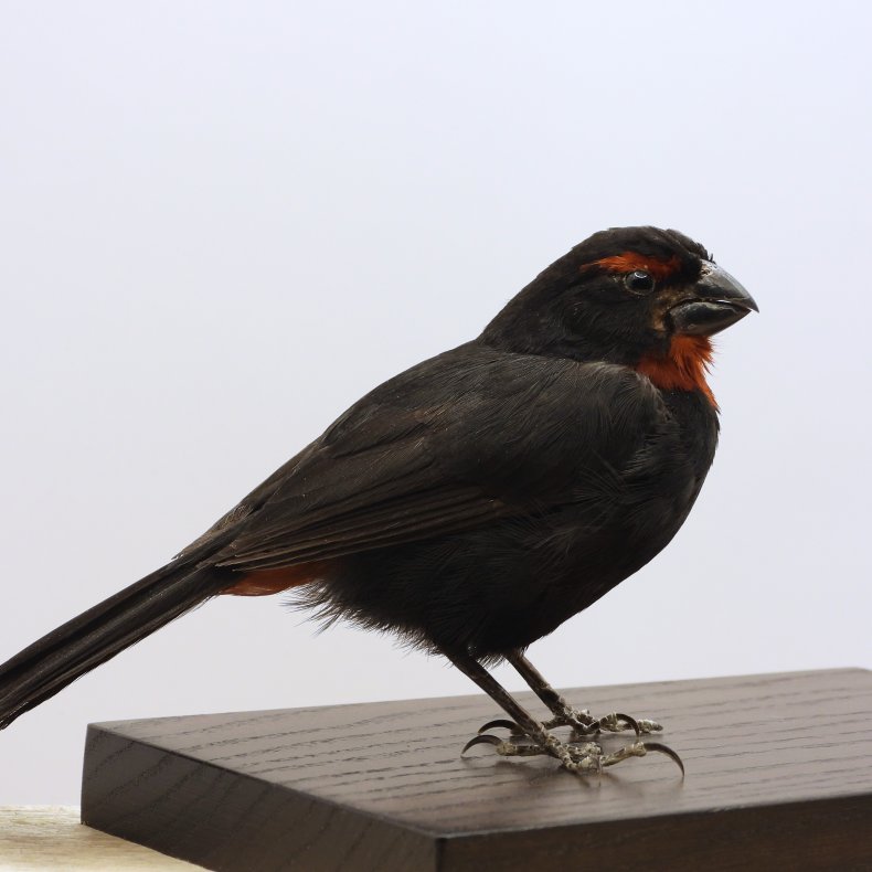 Greater antillean bullfinch