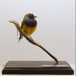Gouldian finch