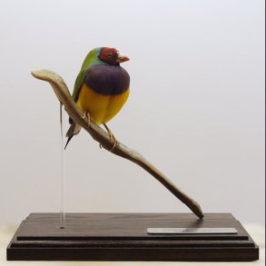 Gouldian finch