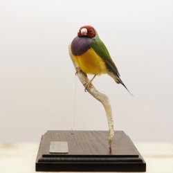 Gouldian finch