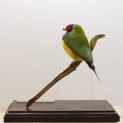 Gouldian finch
