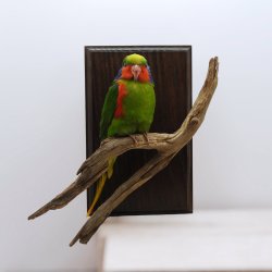 Red-flanked lorikeet