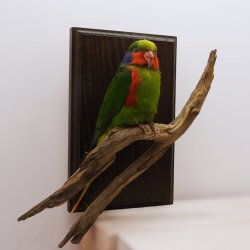 Red-flanked lorikeet