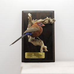 Violet-eared waxbill