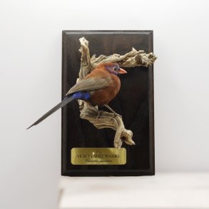 Violet-eared waxbill