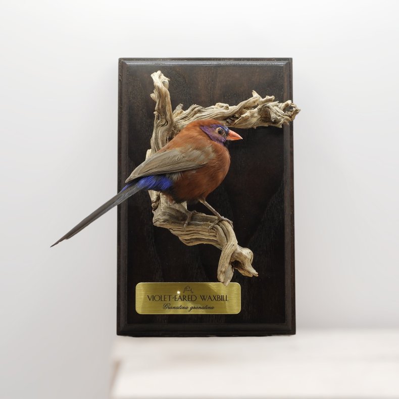 Violet-eared waxbill