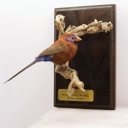 Violet-eared waxbill