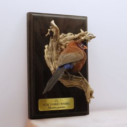 Violet-eared waxbill