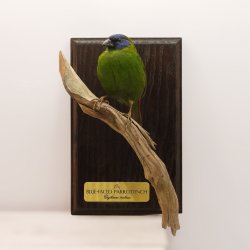 Blue-faced parrotfinch