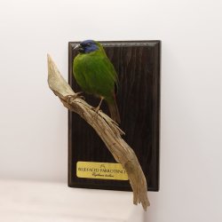 Blue-faced parrotfinch