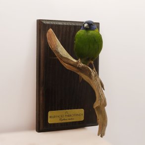 Blue-faced parrotfinch