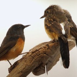 White-rumped shama