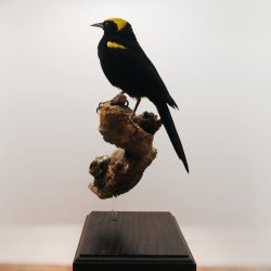 Epaulet oriole (Moriche)