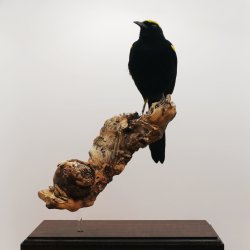 Epaulet oriole (Moriche)