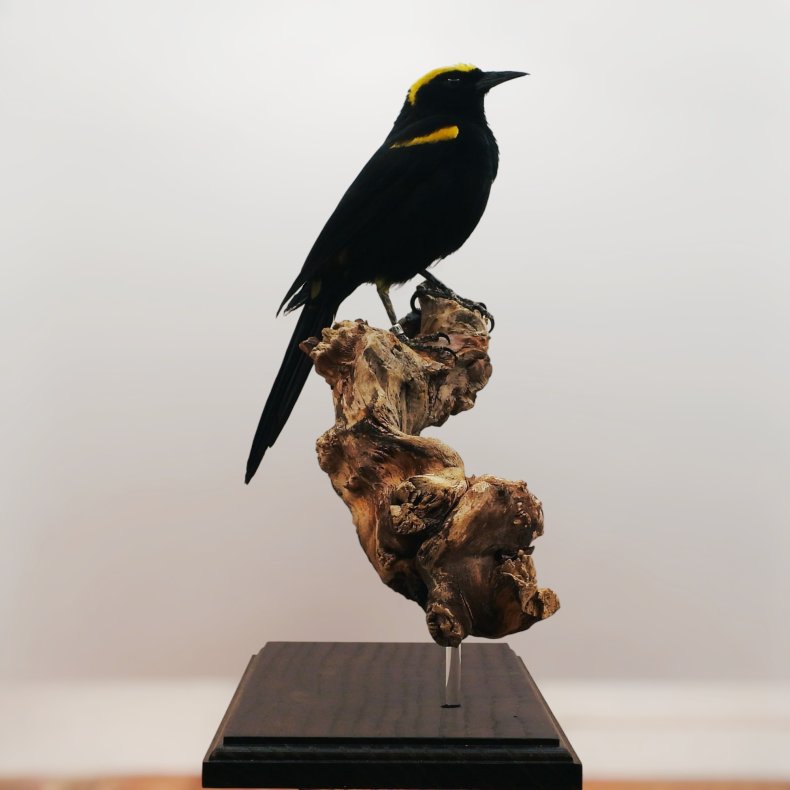 Epaulet oriole (Moriche)