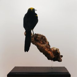 Epaulet oriole (Moriche)