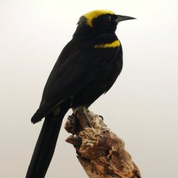 Epaulet oriole (Moriche)