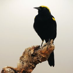 Epaulet oriole (Moriche)
