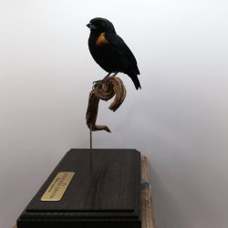 Golden-sided euphonia