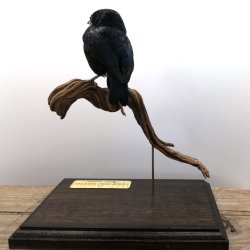 Golden-sided euphonia