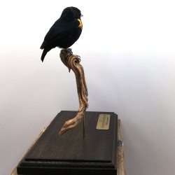 Golden-sided euphonia