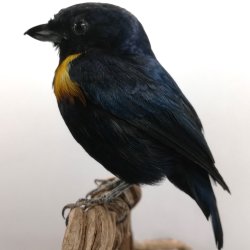 Golden-sided euphonia