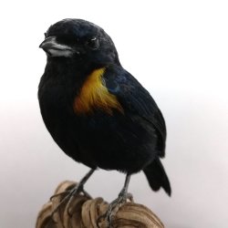 Golden-sided euphonia