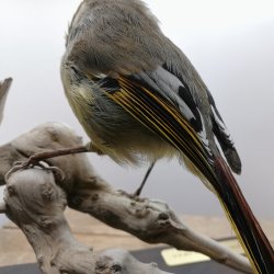 Bar-throated minla