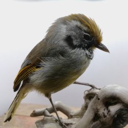 Bar-throated minla
